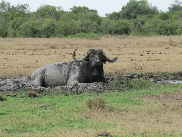 Buffalo of Murchison Falls National Park