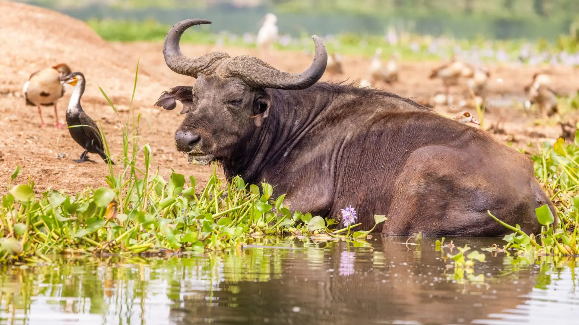 Buffalo of Queen Elizabeth National Park