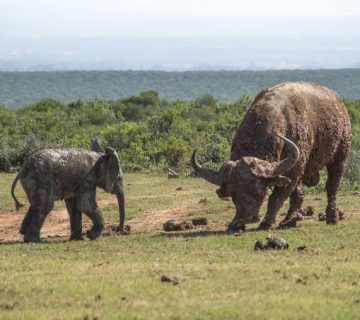 Buffalo vs Elephant: Which Is More Dangerous?