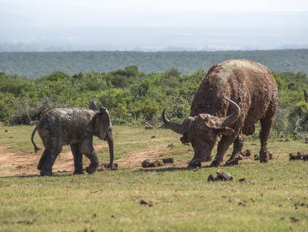 Buffalo vs Elephant: Which Is More Dangerous?