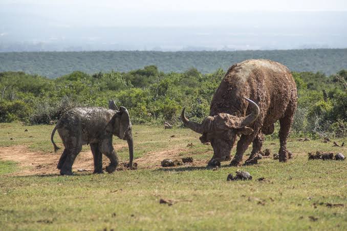 Buffalo vs Elephant: Which Is More Dangerous?