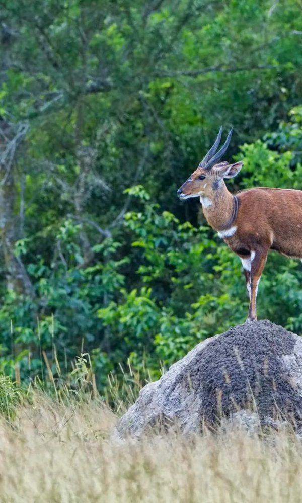 Bushbuck of Queen Elizabeth National Park