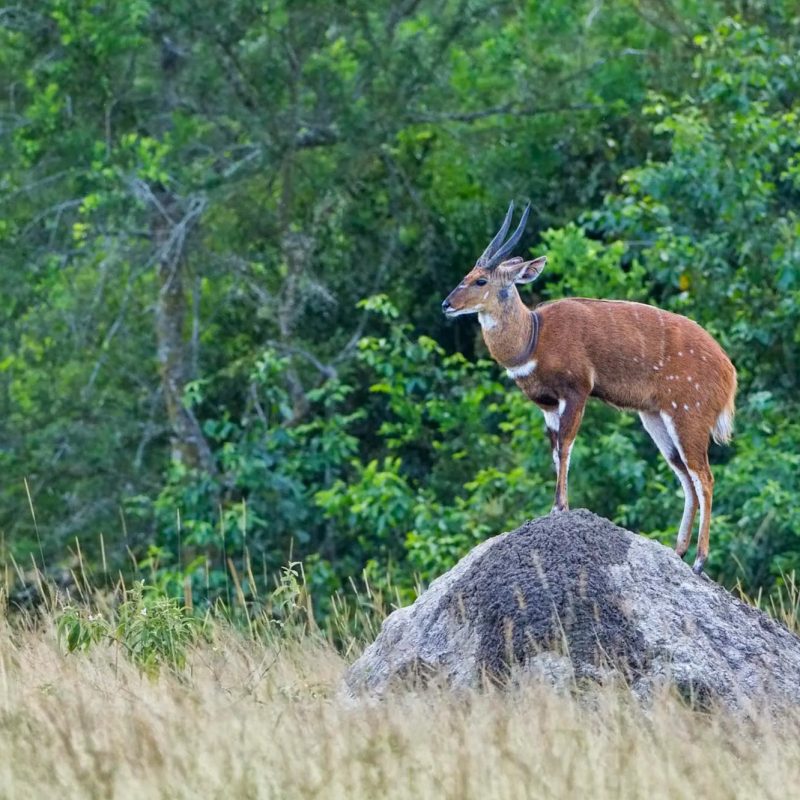 Bushbuck of Queen Elizabeth National Park