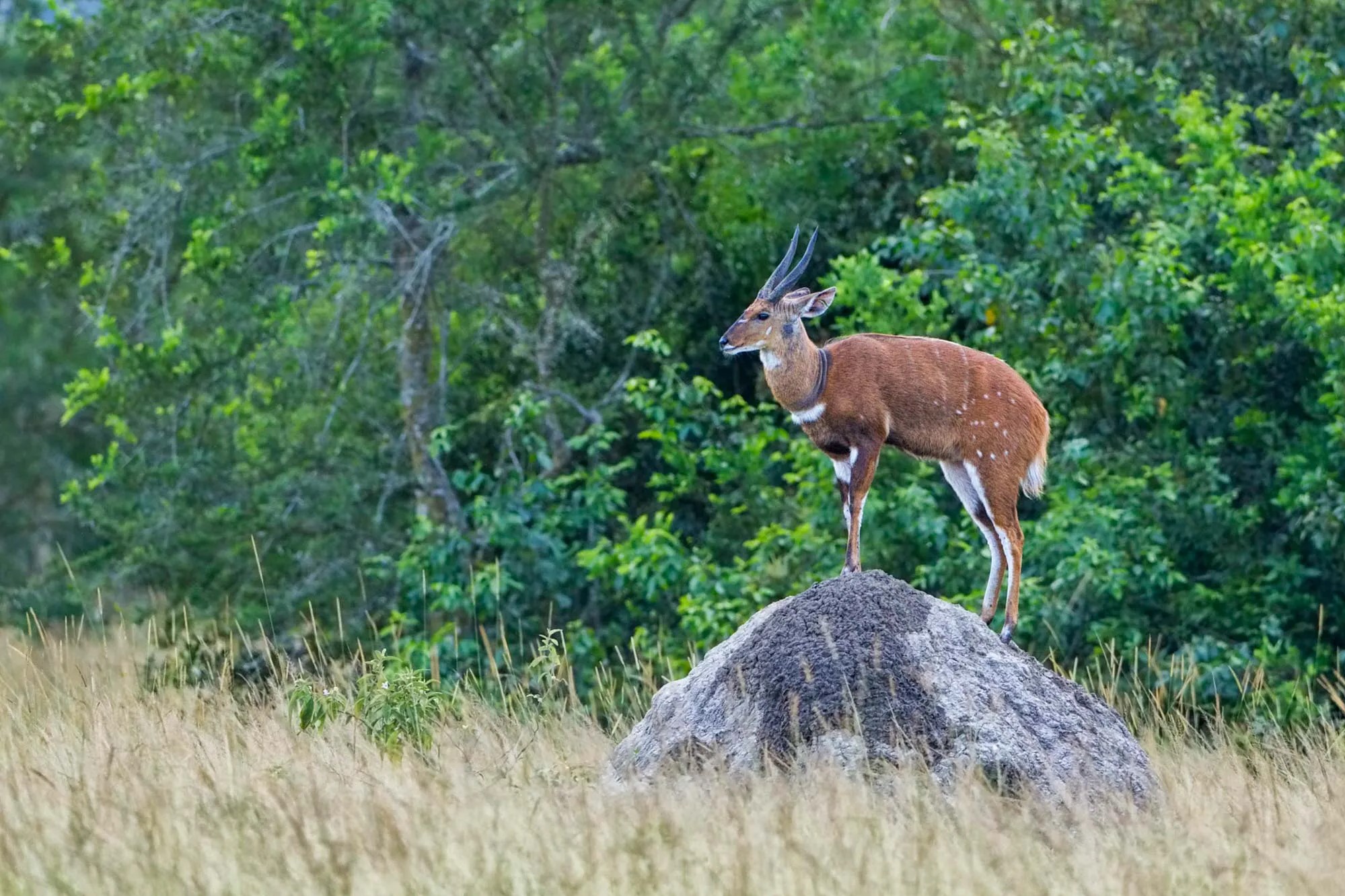 Bushbuck of Queen Elizabeth National Park
