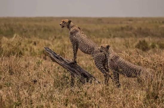 Cheetahs of Kidepo Valley National Park