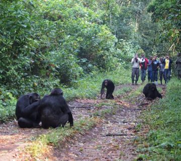 Chimpanzee Habituation Experience in Kibale: A Full Day Guide