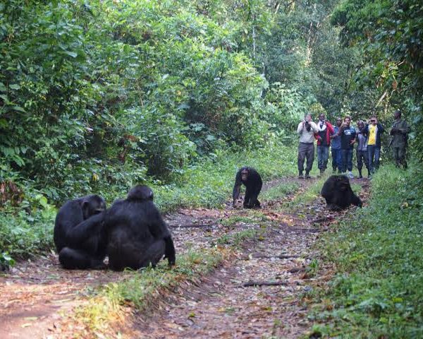 Chimpanzee Habituation Experience in Kibale: A Full Day Guide