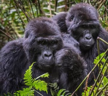 Best Season for Chimpanzee Trekking in Bwindi Impenetrable National Park