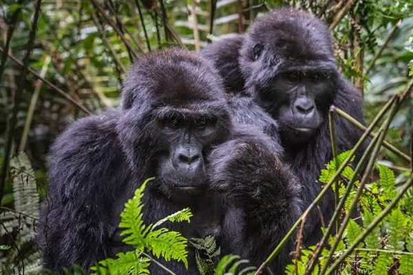 Best Season for Chimpanzee Trekking in Bwindi Impenetrable National Park