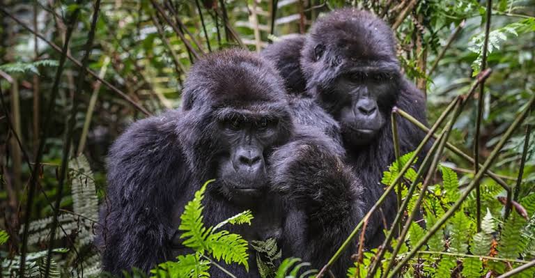 Best Season for Chimpanzee Trekking in Bwindi Impenetrable National Park