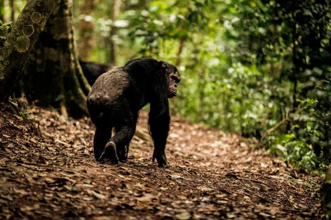 Chimpanzee Trekking in Nyungwe Forest, Rwanda