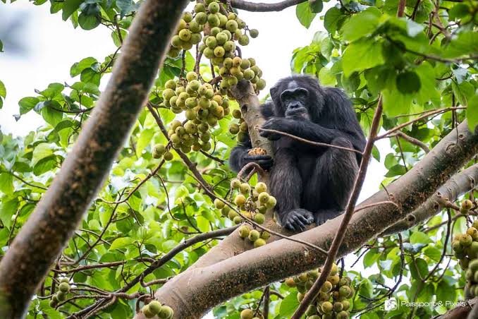 Chimpanzee trekking permits in Uganda for 2025.