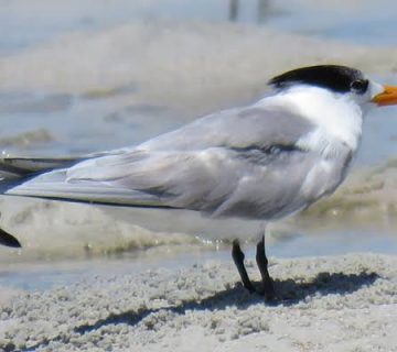 Coastal East Africa: Shorebirds and Seabirds