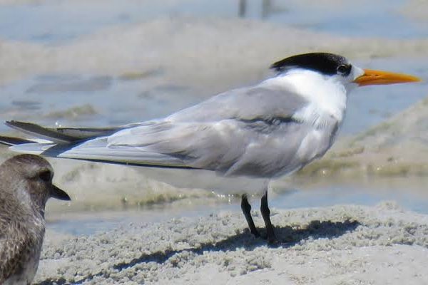 Coastal East Africa: Shorebirds and Seabirds