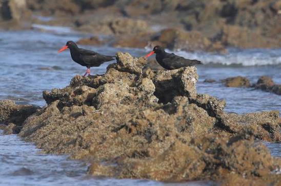 East African coastline with shorebirds and seabirds feeding along tidal wetlands.