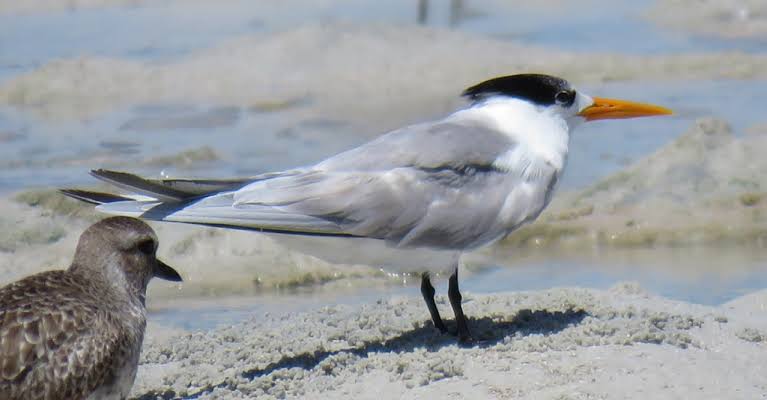Coastal East Africa: Shorebirds and Seabirds