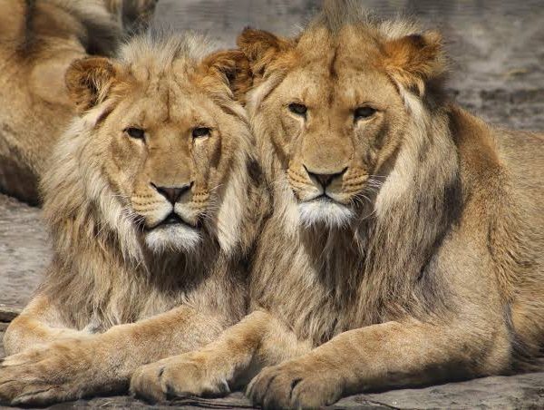 Community Conservation and Lion Protection in Uganda