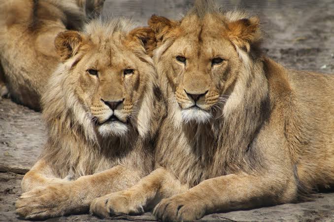 Community Conservation and Lion Protection in Uganda
