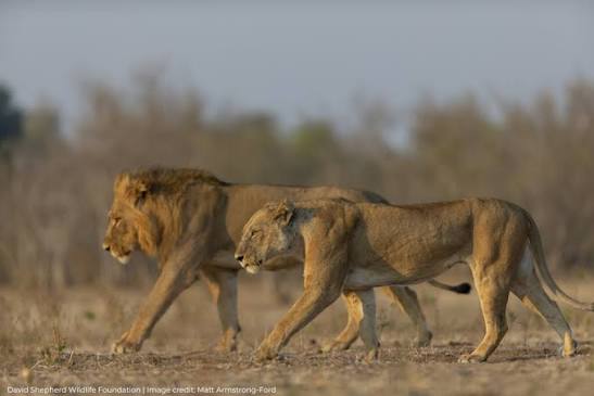 Community conservation efforts protecting lions and supporting local communities across Uganda’s wildlife areas.
