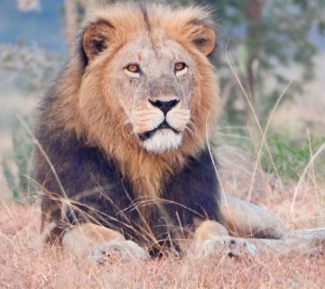 Alt text of 12 words using Community Conservation and Lion Protection in Uganda