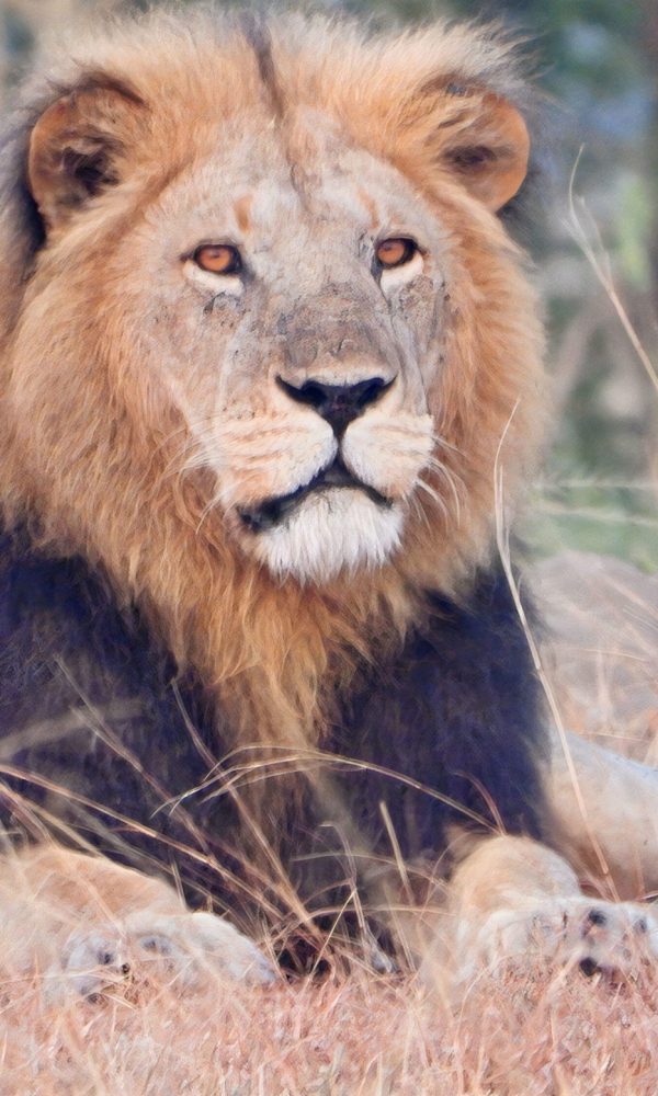 Alt text of 12 words using Community Conservation and Lion Protection in Uganda