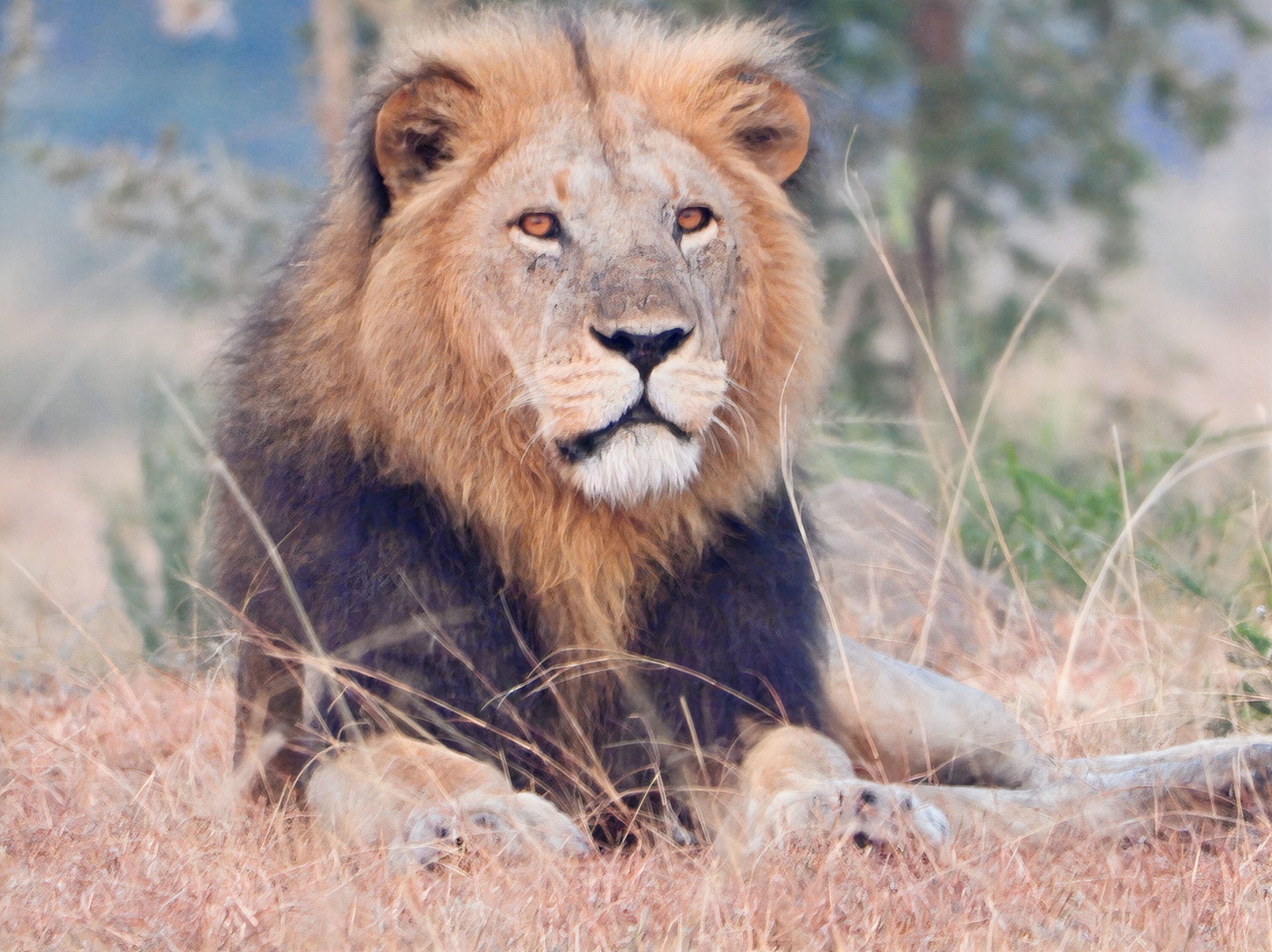 Alt text of 12 words using Community Conservation and Lion Protection in Uganda