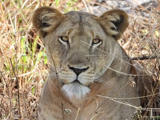 Virunga National Park lions roaming Congo’s protected forests and savanna landscapes today.