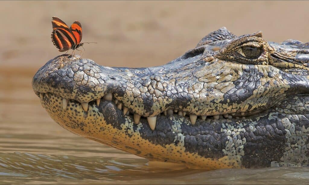 How Do Crocodiles Communicate?
