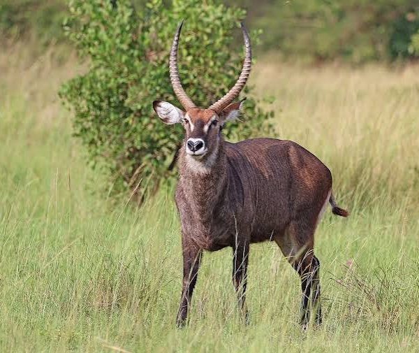 Defassa Waterbuck of Murchison Falls National Park