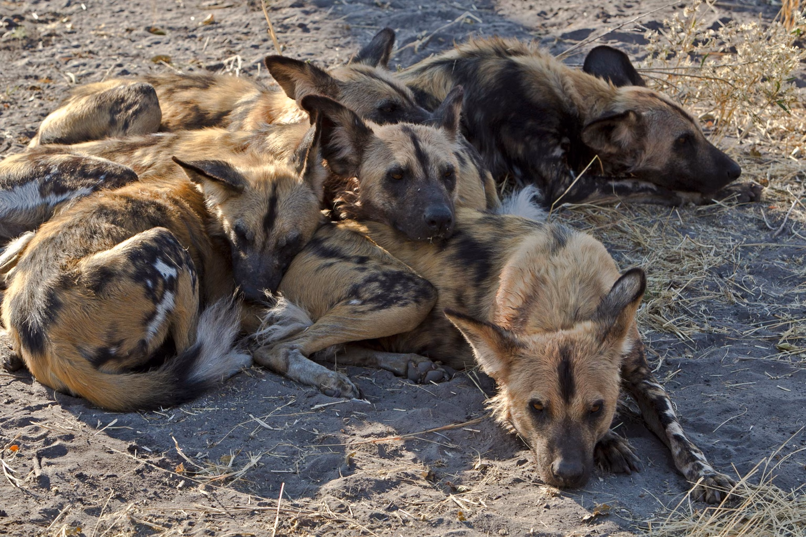 Do African Wild Dogs Really "Vote" Before a Hunt?