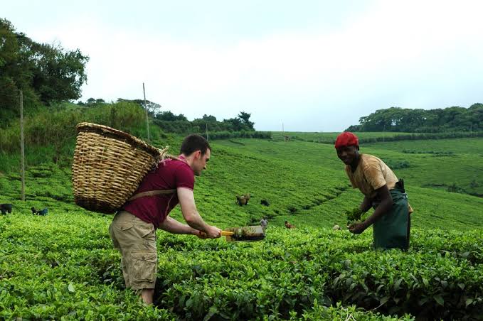 Do You Need Travel Insurance for Tea Plantation Tours in Lake Bunyonyi?
