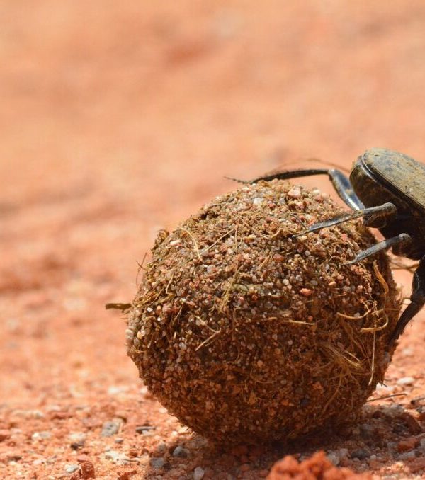 Dung Beetles and the Serengeti Ecosystem