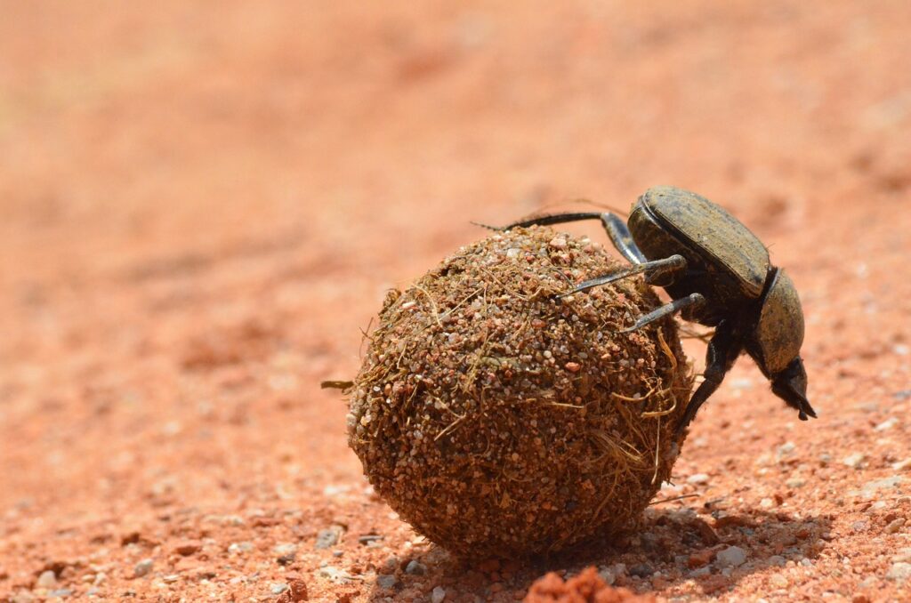 Dung Beetles and the Serengeti Ecosystem