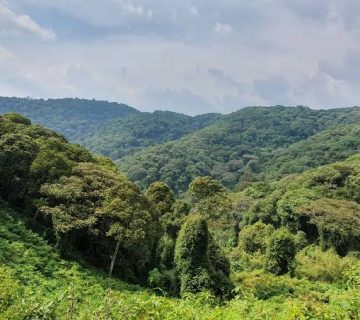 Echuya Forest Reserve: A Bamboo Forest Between Kabale and Kisoro