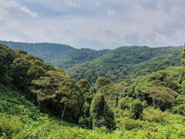Echuya Forest Reserve: A Bamboo Forest Between Kabale and Kisoro