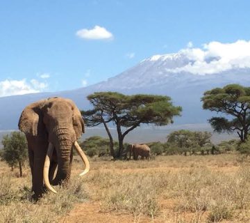 Elephants of Amboseli National Park: The Big Tuskers