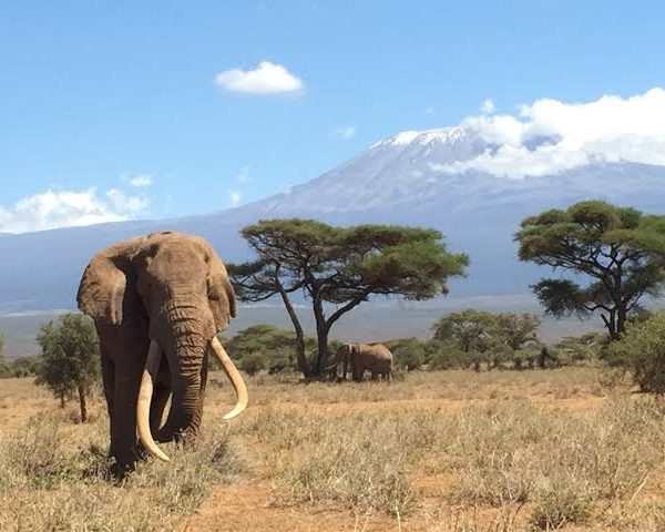 Elephants of Amboseli National Park: The Big Tuskers