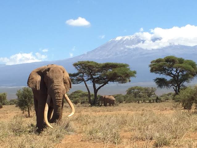 Elephants of Amboseli National Park: The Big Tuskers