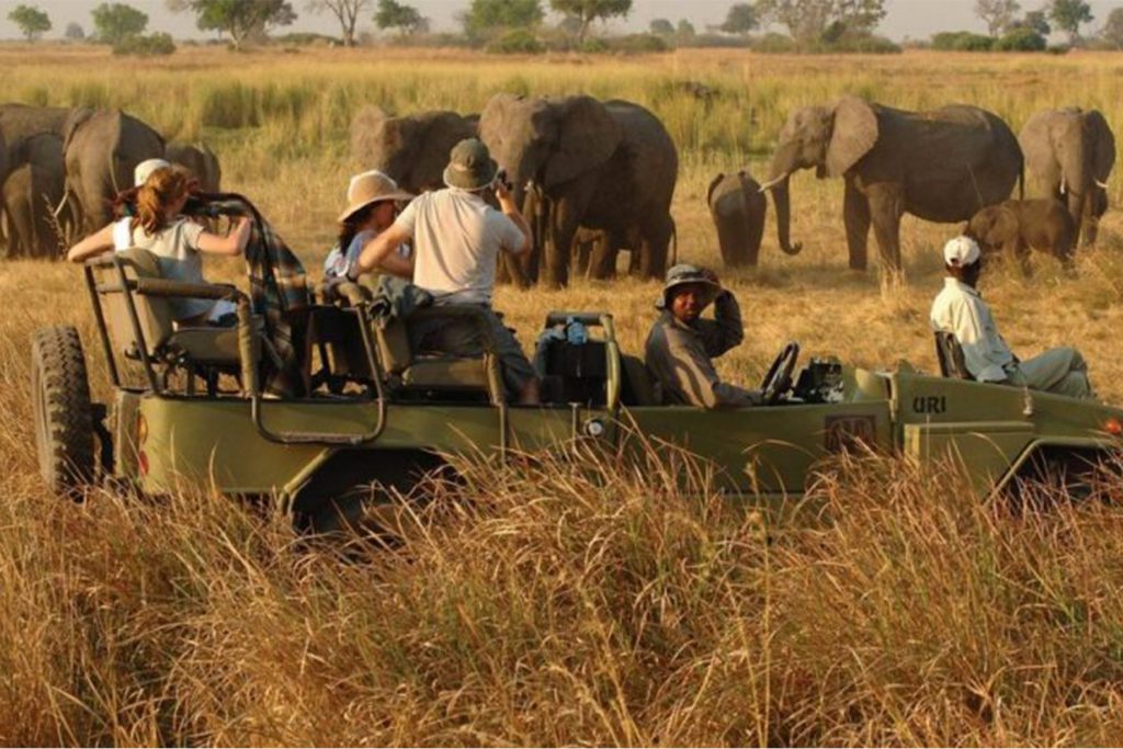 Elephants of Kidepo Valley National Park