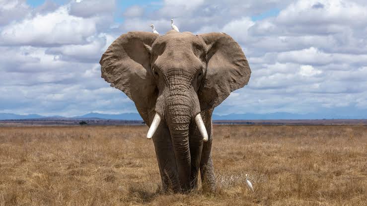 Elephants of Murchison Falls National Park