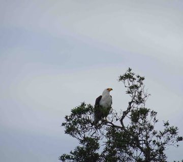 From Checklist to Story: Turning Your East Africa Birding Trip Into a Blog