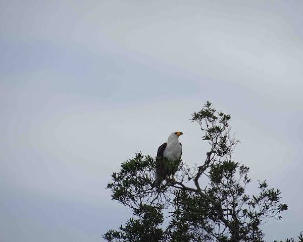 From Checklist to Story: Turning Your East Africa Birding Trip Into a Blog