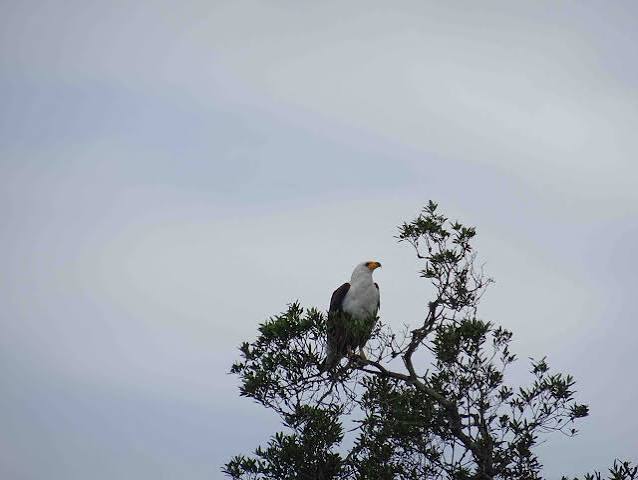 From Checklist to Story: Turning Your East Africa Birding Trip Into a Blog
