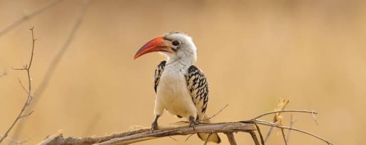 East Africa birding trip with checklist, landscapes, local guide, and memorable bird sightings