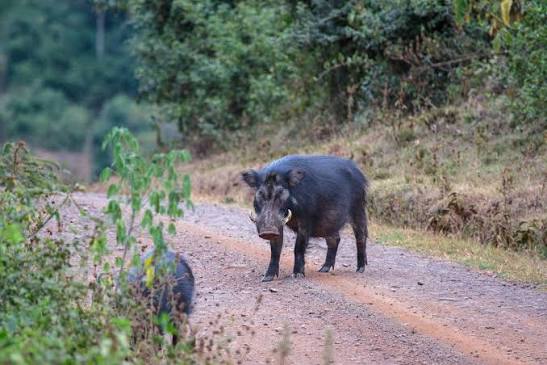Giant Forest Hogs of Kibale Forest