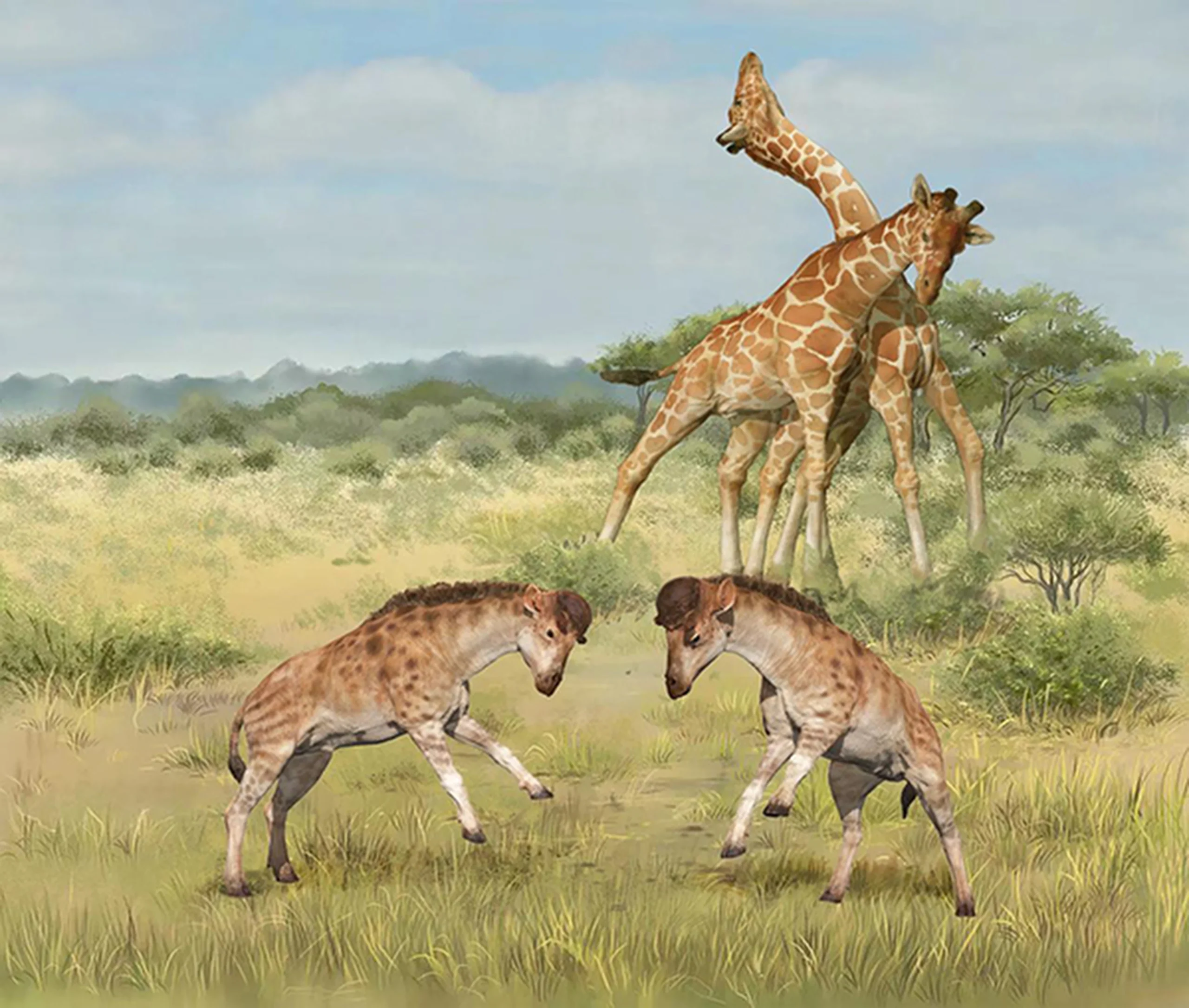 Giraffe Necking Fights Explained