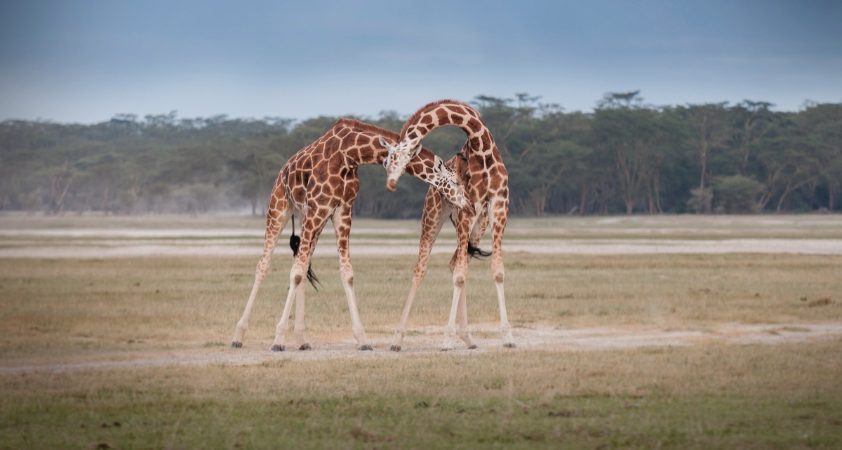 Giraffes engaging in necking fights to establish dominance and compete for access to mates.