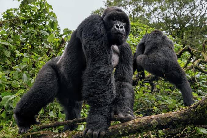 Gorilla Habituation Experience in Uganda: What to Expect