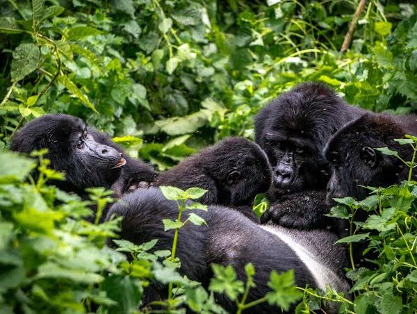 Gorilla Health Checks: How Vets Protect Habituated Families