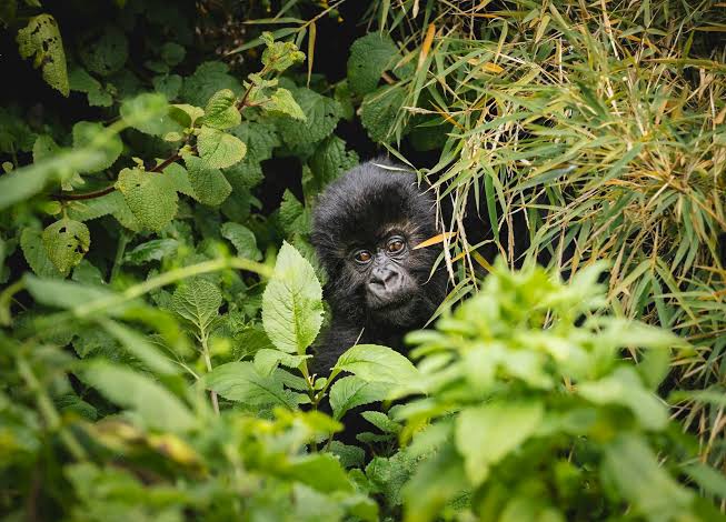 Gorilla Trekking Prices in Uganda, Rwanda, and Congo: A Complete Cost Guide